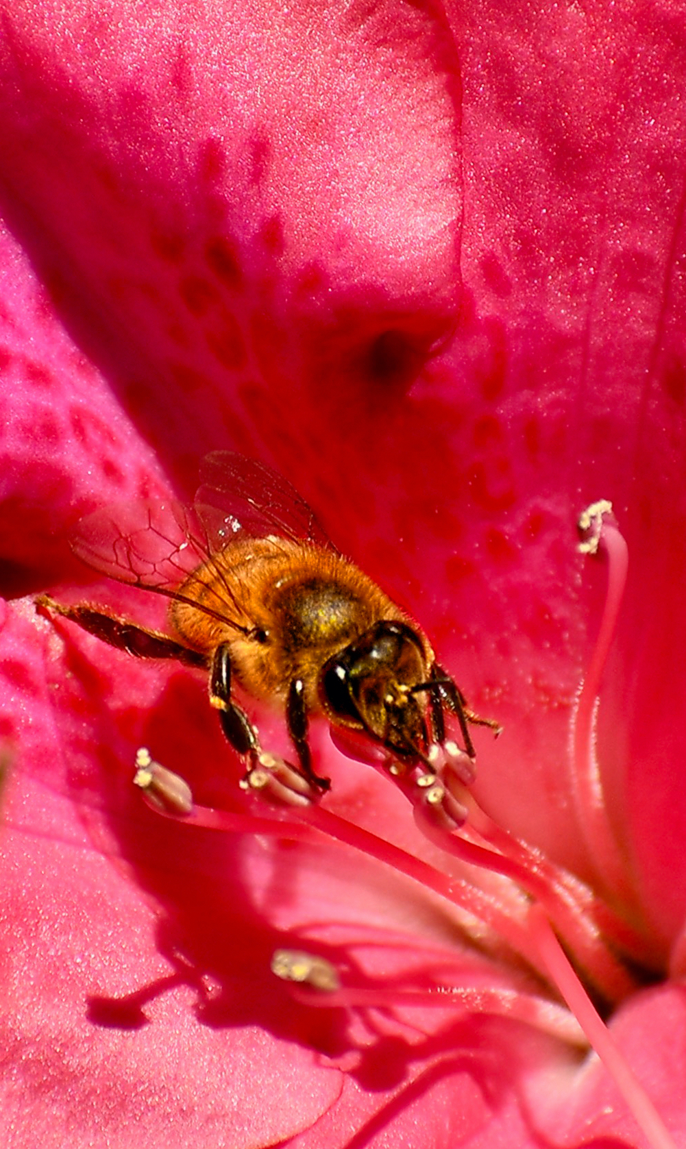 bee.jpg