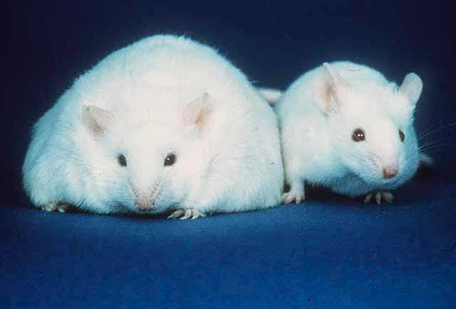fatmouse.jpg