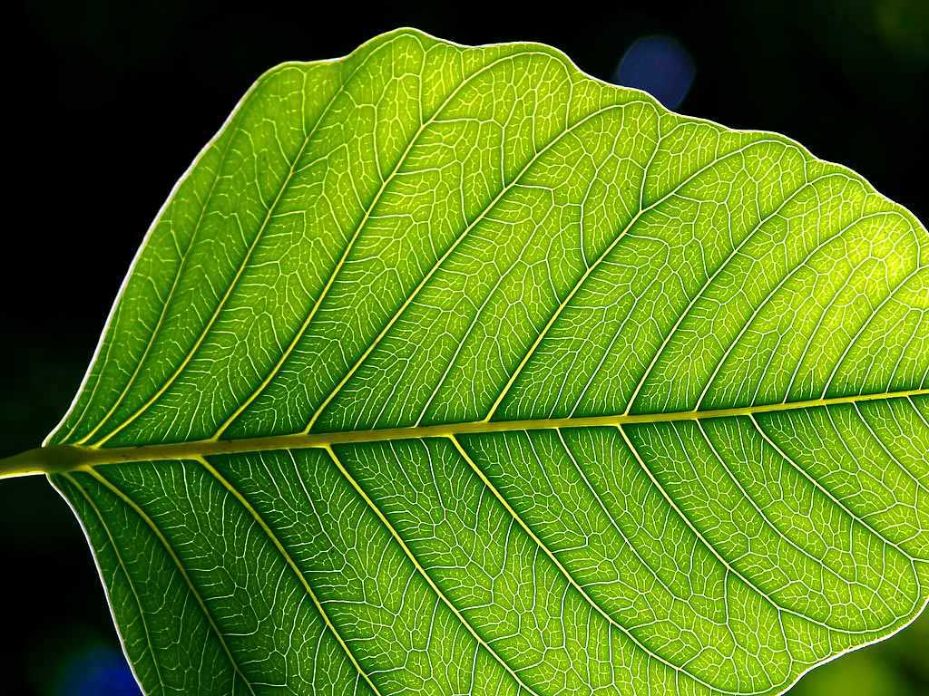 leaf.jpg