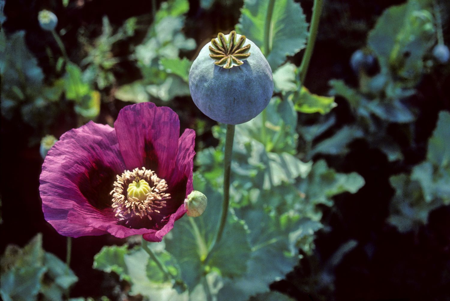 papaver.jpg